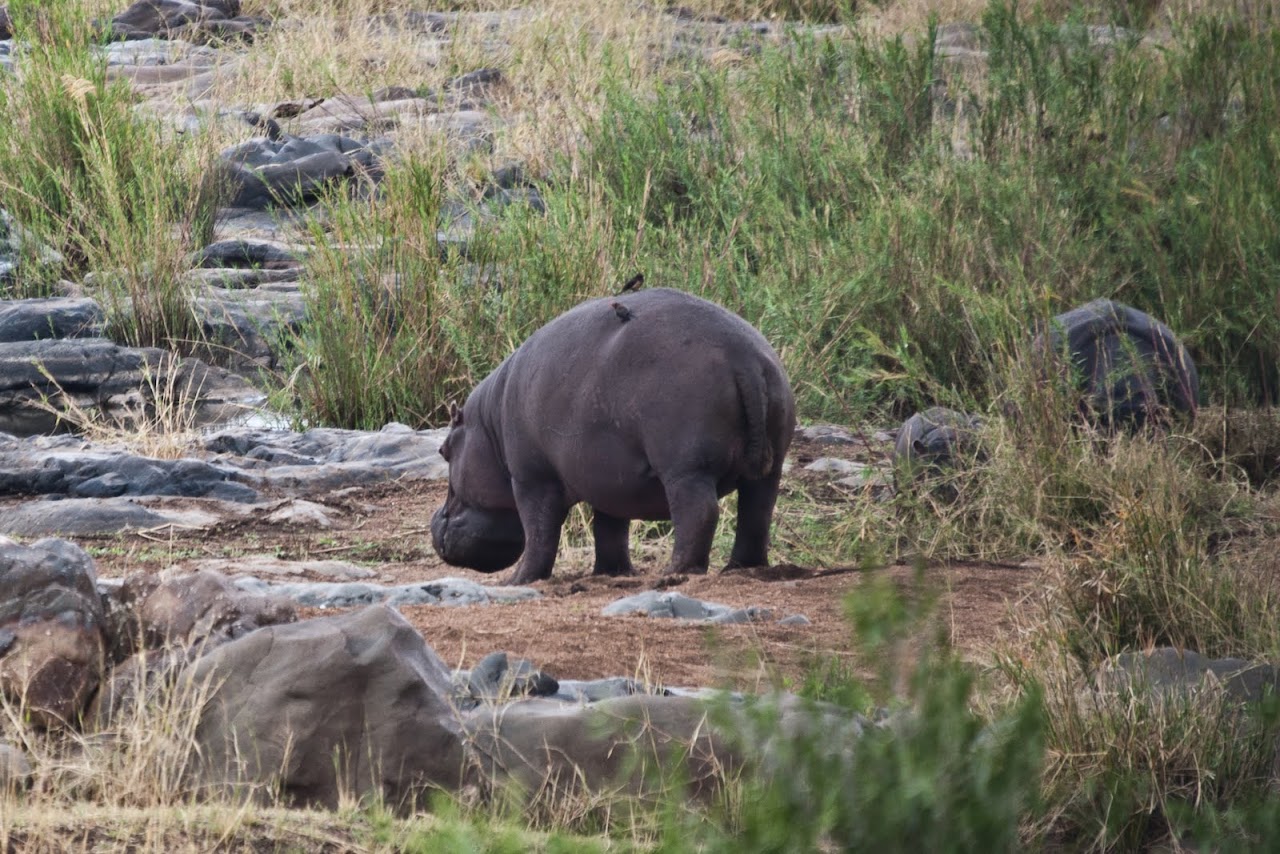 Hippo butts