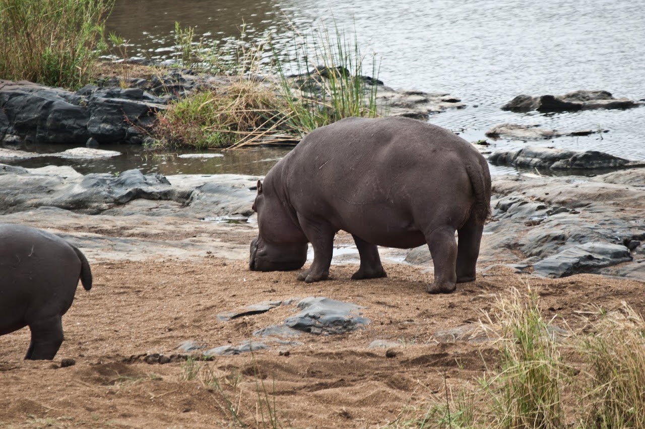 Hippo butts