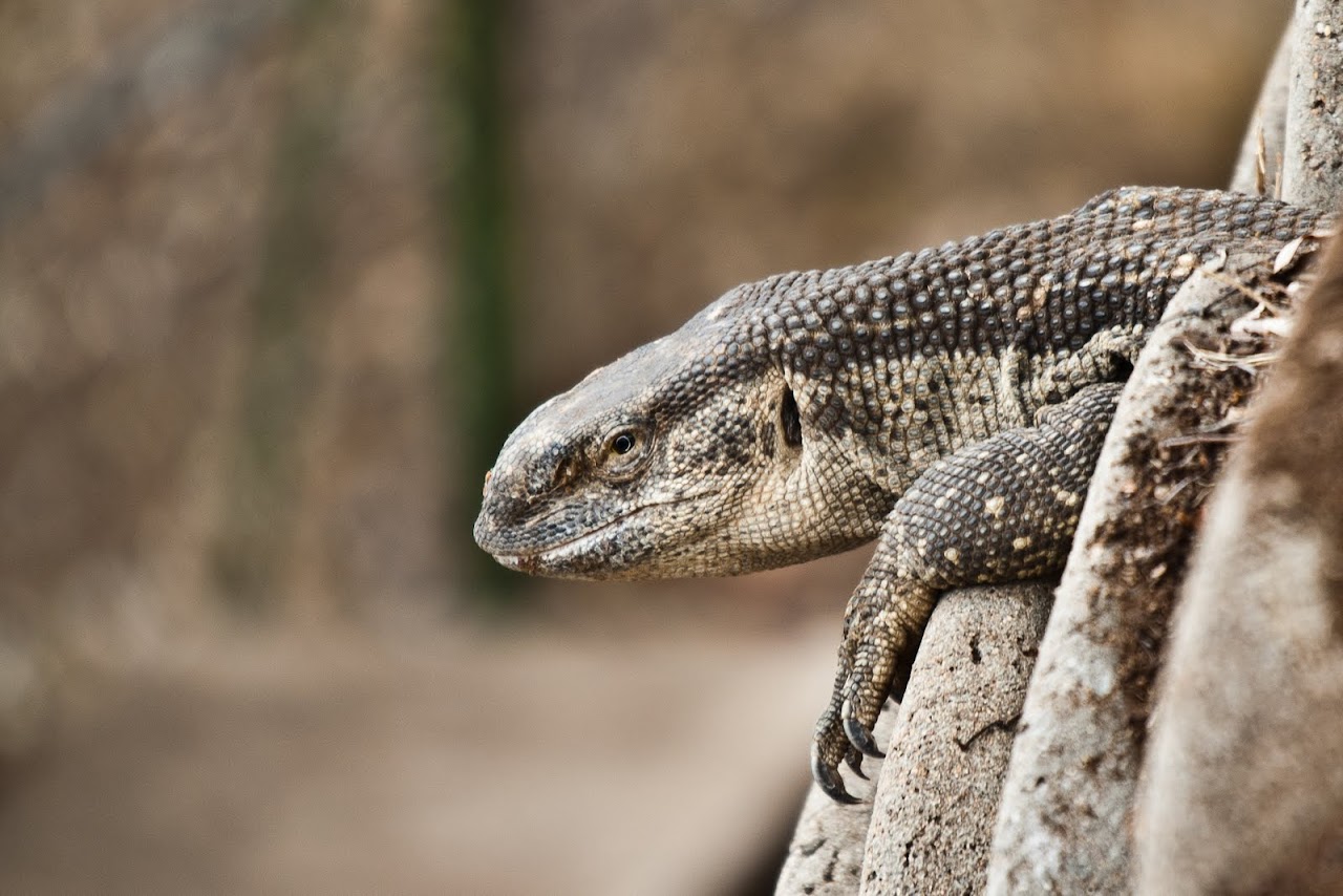 Iguana
