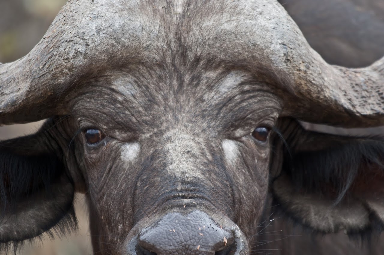 Water buffalo