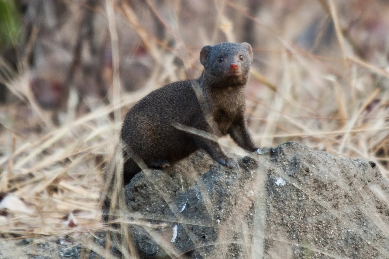 Mongoose