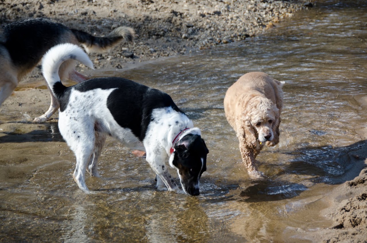 Chewy and Abby