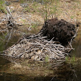 beaver hut