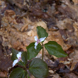 I think its a type of Trillium Flower