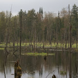 wetland