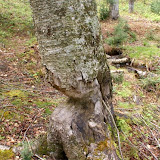 signs of a beaver