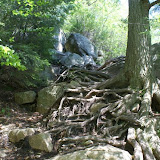 gets a little steep and lots of roots to climb on