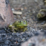 Frog hanging out in our fire pit, not the best place to be when I'm hungry