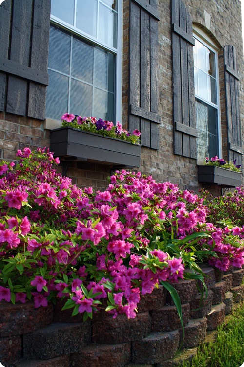 azaleas azaleas