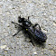 Bee-like Robber Fly