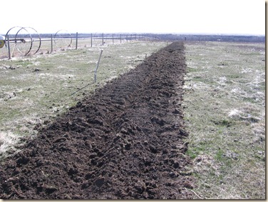 garden 004