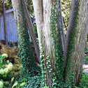 English Ivy