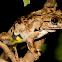 Northern Laughing Treefrog