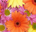 Daisies_33564845.jpg