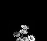 Daisy_33564760.jpg