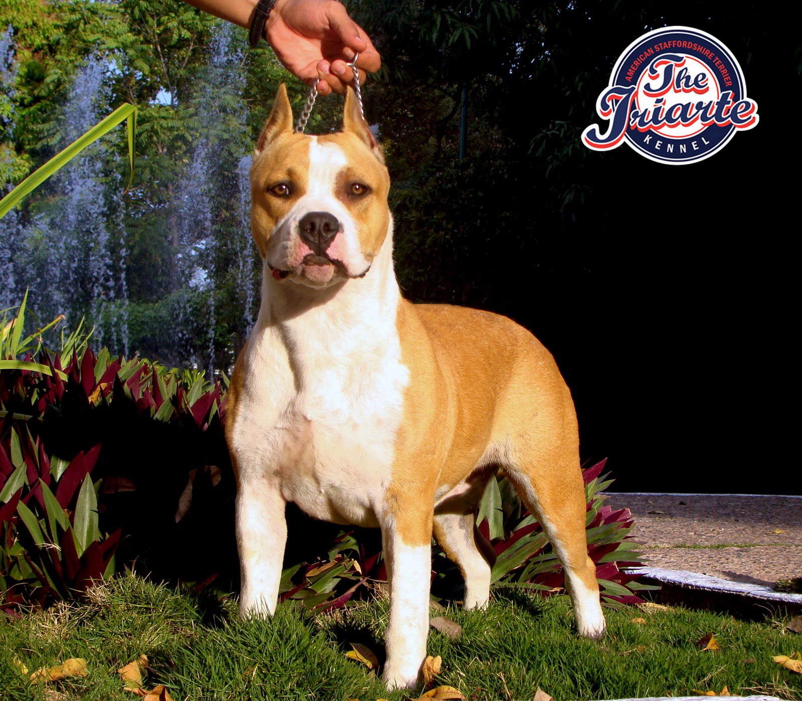 THE IRIARTE KENNEL: FAMILIA IRIARTE