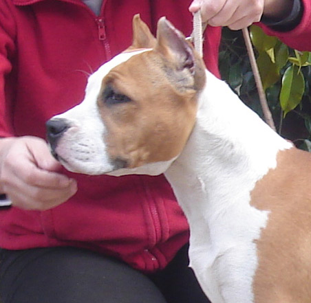 THE IRIARTE KENNEL: FAMILIA IRIARTE