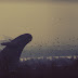 flyway-apocalypse_ua.jpg