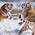 Siberian Tigers Fighting, China. Siberian tiger (Panthera Tigris Altaica)
