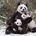 Panda mother and twin cubs in the snow, Sichuan, China. Giant panda (Ailuropoda melanoleuca)