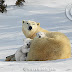 Polar Bear mother with young cubs, Manitoba,  Canada. Polar bear (Ursus maritimus)