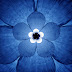 white-beak-flower_1529877i.jpg