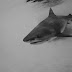 8_shark.jpg