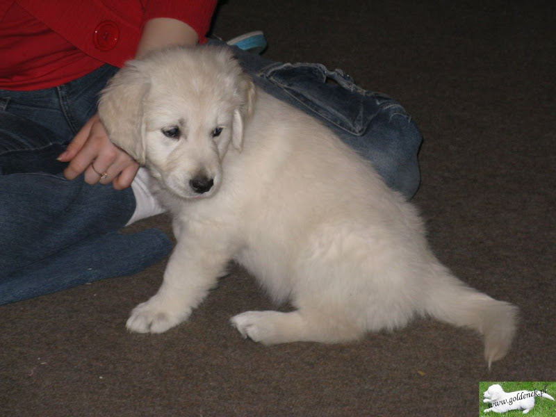 Golden Retriver szczeniak