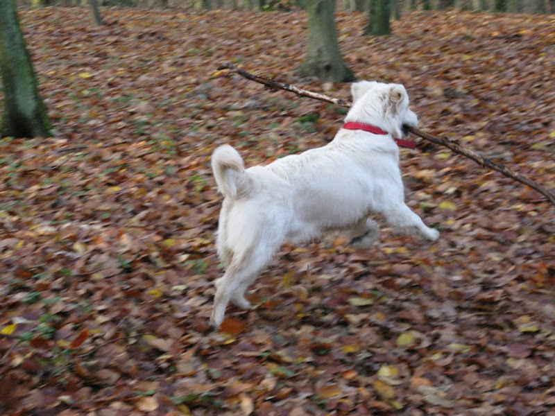 Golden Retriver skacze w lesie