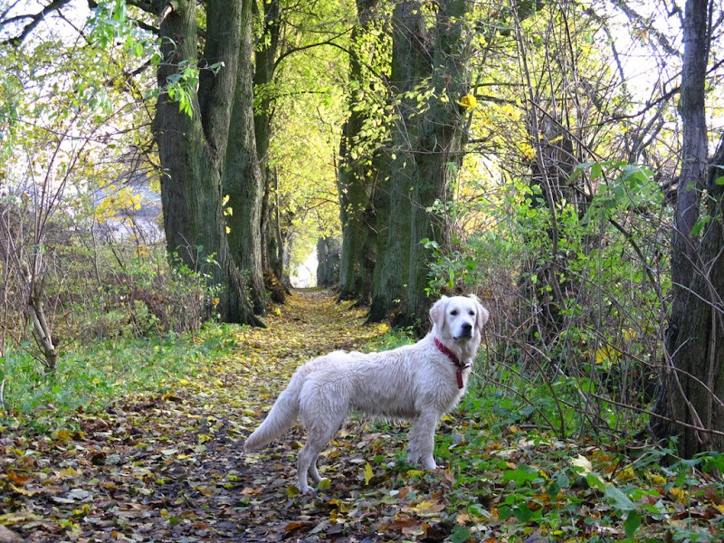 Golden Retriver na ścieżce