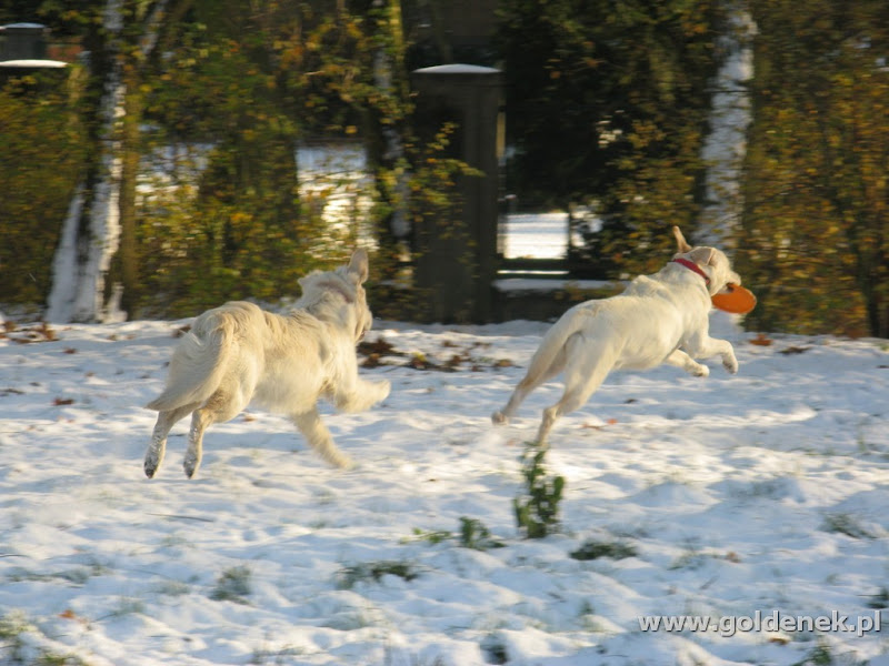 Golden Retriever i Labrador Retriever śnieg