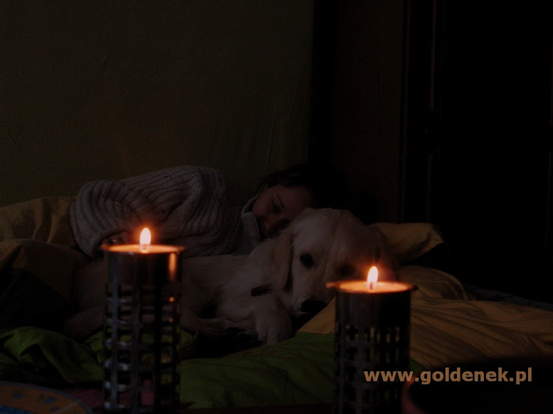Golden Retriever przy świecach