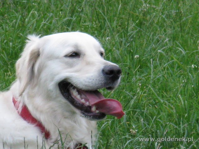 Golden Retriever głowa