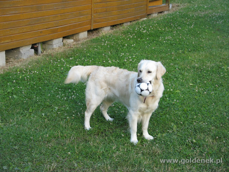 Golden Retriever na trawie z piłką