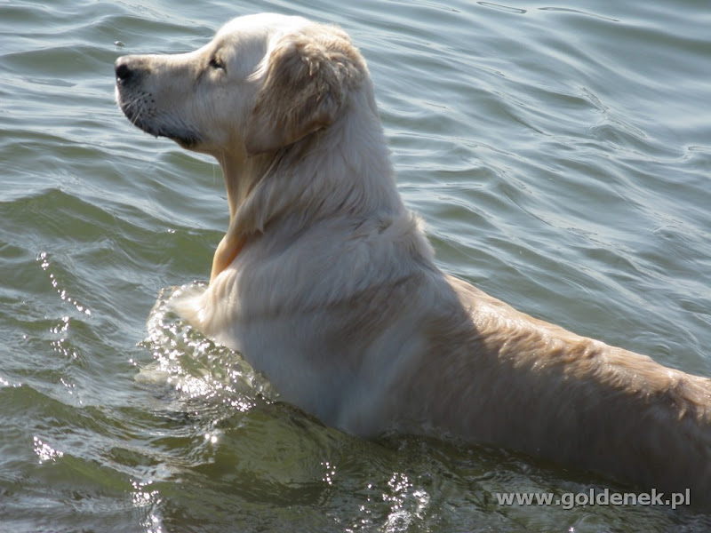 Golden Retriever woda