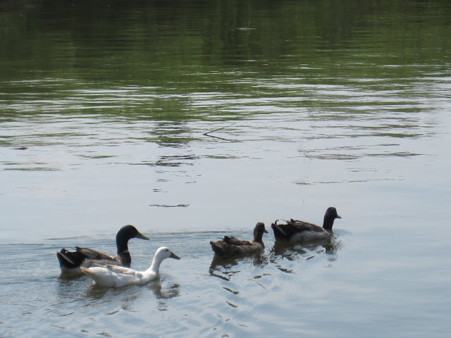 ducks