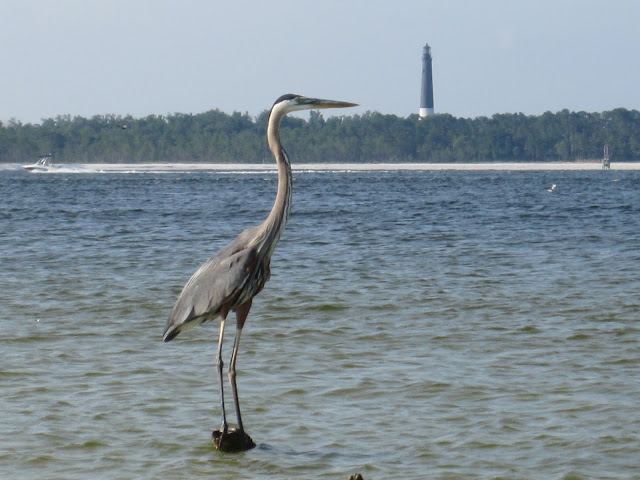 birds