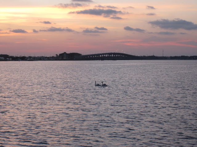 swans