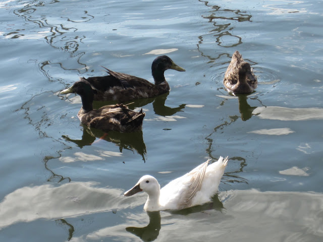 ducks
