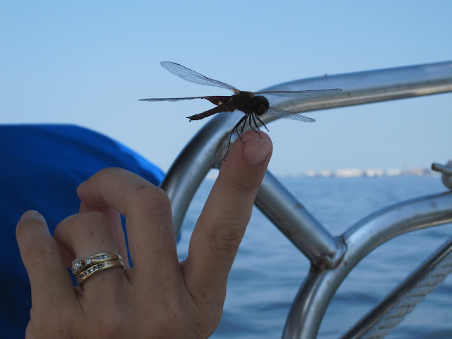 dragonflies