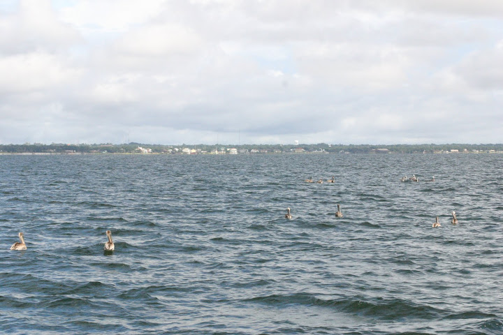 pelican