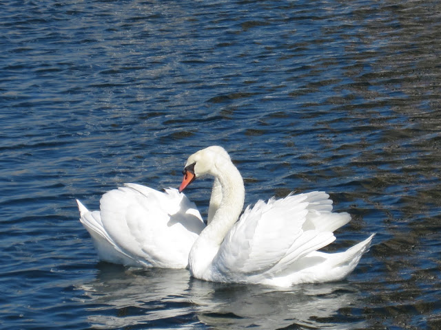 swans