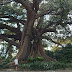 2008 Jardin botanique Sydney 0048.jpg