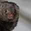 Common Dwarf Mongoose