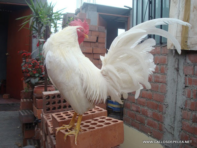 gallo trifino pedraglio