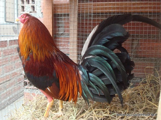 gallo jango dominicano