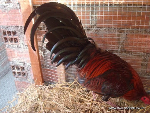 gallo jango dominicano