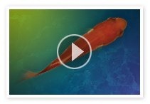 Animated Fish Desktop Wallpaper 