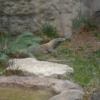 San Marcos Zoo 2011