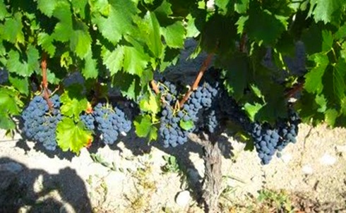vinha em castelo branco mogadouro vinha em castelo branco mogadouro